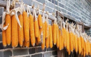 酒糯4106玉米品種簡介，4月中旬播種