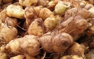 黃精有幾種品種，分為雞頭黃精、姜形黃精、滇黃精