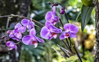 中國稀有蘭花生長在哪些地方，主要生長在廣東、廣西、云南等地