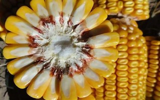 大民399玉米種子特征特性，中抗大斑?。?-5級）