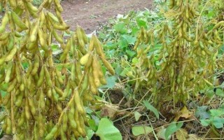 阜豆39大豆種子簡(jiǎn)介，生育期98天