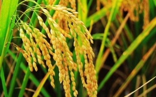 冀旱糯3號(hào)水稻種子簡介，畝播種量7～9千克