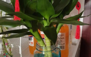 觀音竹的水培方法，首先需根據(jù)花瓶的高度將瓶口下的葉子全部剪掉