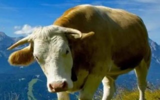 牛有多少個(gè)胃，具有瘤胃、網(wǎng)胃、瓣胃、皺胃