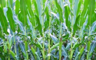 承禾7號玉米種子特點(diǎn)，適宜播期為4月20日左右