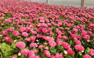 雛菊的種植方法，用溫水浸種后再播入盆土中