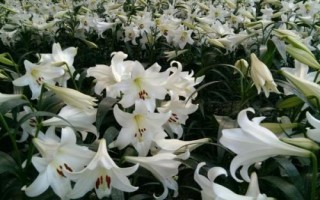 百合花屬于蜜源植物嗎，不同品種開花時間不同