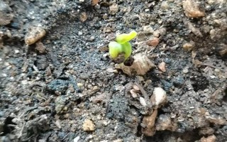 曼陀羅有沒有毒，曼陀羅有劇毒