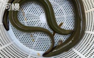 黑鰻魚和黃鰻魚的區(qū)別，顏色存在明顯差異
