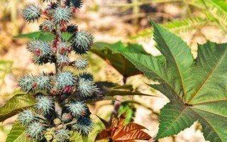 種100畝蓖麻能賺多少，收益為20-50萬不等