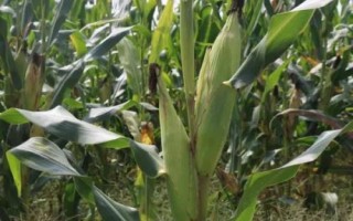 稷秾95玉米種子特征特性，中抗大斑病（5MR）
