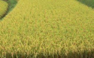 松糧5號(hào)水稻種子特點(diǎn)，并噴施防治穗頸瘟藥劑
