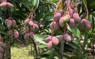 低溫對芒果的危害，會造成花藥不裂開、柱頭受損傷等