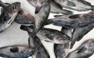 黑頭魚(yú)是不是海魚(yú)，分布于太平洋的西部海域
