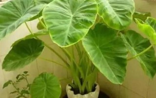 芋頭盆栽種植方法，選擇透氣性好的花盆