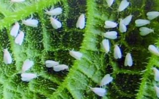 白菜白粉虱危害特點(diǎn)，傳播速度快且寄主范圍廣