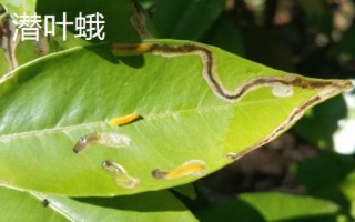 常見的柚類果樹病蟲害及防治方法，需對(duì)癥下藥