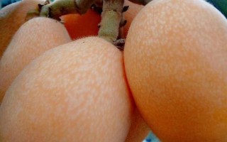 受歡迎的枇杷品種，有大五星枇杷、早鐘六號(hào)枇杷等