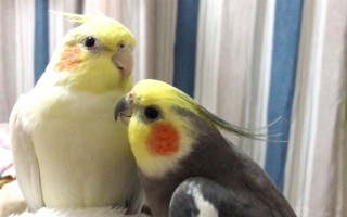 玄鳳鸚鵡最適合什么樣的鳥籠，用金屬的籠具飼養(yǎng)最為合適