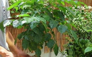 夏天幸福樹多久澆一次水，間隔2-3天就要澆一次水