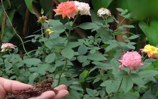薔薇打蔫卷葉子的原因，可能是澆水不當(dāng)或光照不足所致