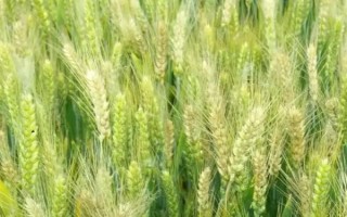 中信麥78小麥種子特征特性，該品種屬半冬性中熟品種