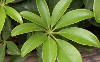 鵝掌木怎么養(yǎng)，每隔5-10天給植株澆水一次