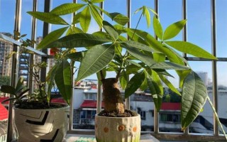 富貴樹(shù)的截枝方法，晴天剪短過(guò)長(zhǎng)枝