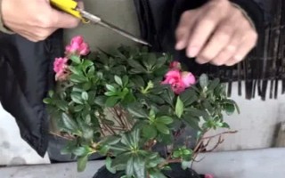 花中西施是什么花，是指的杜鵑花