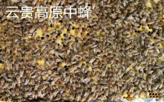土蜂屬于哪種蜜蜂，一般是指中華蜜蜂
