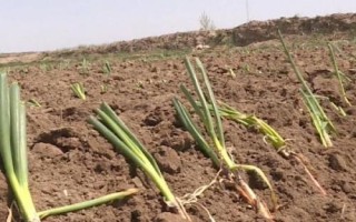紅蔥的種植方法，將鱗莖插入土壤、讓生長點(diǎn)露出土面即可