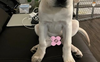 犬髖關(guān)節(jié)發(fā)育不良的簡介，是一種后天發(fā)育畸形、由多種病因引發(fā)的疾病