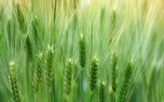 寧紫麥160小麥品種簡(jiǎn)介，自然發(fā)病鑒定中抗赤霉病