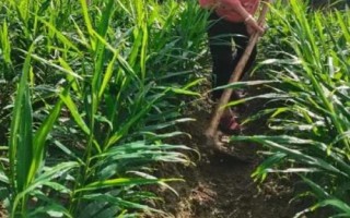 生姜種植方法，選擇發(fā)育良好的姜種
