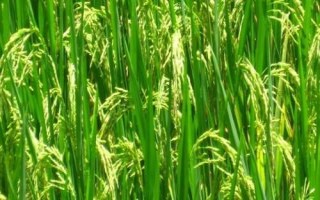 薈豐優(yōu)533水稻品種簡介，播種前要用強氯精搞好種子消毒