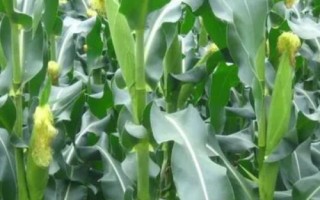 陜科6號玉米種子介紹，兩年區(qū)試平均生育期116天