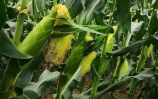 桂單239玉米種子特征特性，該品種持綠性好