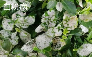 黃楊樹有哪些好品種，小葉珍珠黃楊樹品質(zhì)最佳