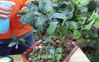 梔子花水培生根后如何移植，移植后澆水時加入少許壯根粉