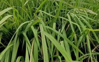 農村常見的野草，常見的有苘麻、艾草等