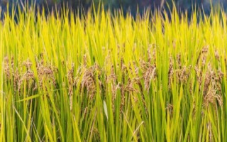 榮優(yōu)0861水稻品種簡(jiǎn)介，秈型三系雜交晚稻遲熟品種