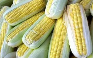 登海W385玉米種子簡介，夏播生育期106天