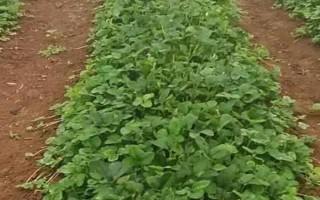 11月種草莓苗能否成活，在大棚內(nèi)種植可以存活