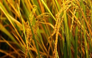 紅糯優(yōu)3號(hào)水稻品種的特性，屬中熟偏遲中秈糯品種