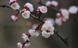 杏花開放的節(jié)氣，最早開放節(jié)氣為雨水