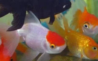 金魚品種有哪些，可分為草種、文種、龍種、蛋種
