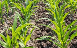 優(yōu)農(nóng)1號玉米種子簡介，每畝種植4000株左右