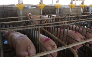 三元母豬如何配種，配種之前需要進(jìn)行飼料調(diào)整