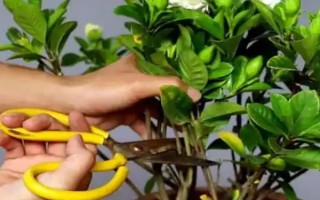 梔子花春天的養(yǎng)殖方法，春天要讓其有充足的水肥