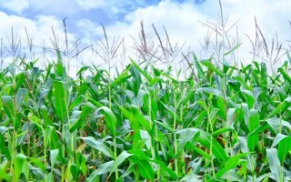 必勝3號玉米品種的特性，每畝種植4000株左右